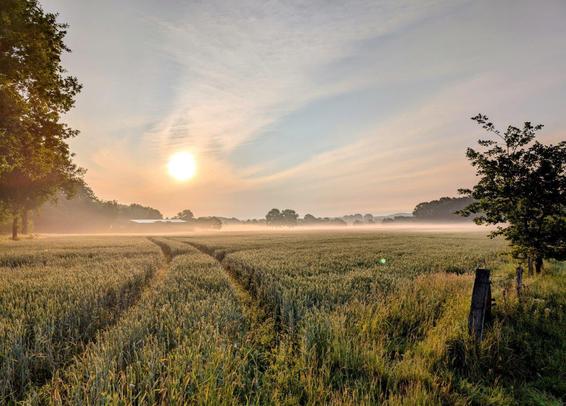 Das Bild zeigt eine Landschaftsaufnahme der Lüneburger Heide. Über hohem Gras ist die tiefstehende Morgensonne zu sehen.