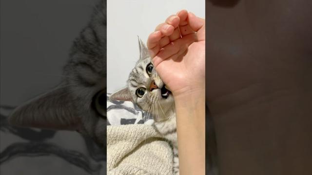 猫を愛情たっぷりに育てるとこうなります!! #shorts #猫 #cat