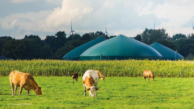 Kühe grasen auf einer Wiese, im Hintergrund ist eine Biogasanlage zu sehen.