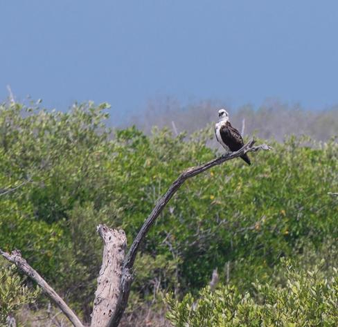 An Osprey, perched at the top of a  dead tree.