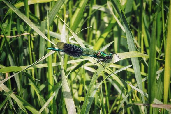 A close-up shot of a vibrant green and black dragonfly perched horizontally on a blade of bright green grass. The dragonfly's wings are spread, revealing intricate black venation against their iridescent green sheen. The background is a soft blur of more green grass, suggesting a natural outdoor setting on a sunny day.