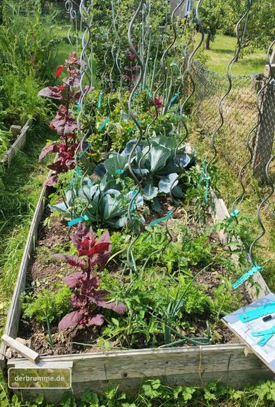 Foto eines Mischkulturbeetes mit Kohl, Zwiebeln, Tomaten Möhren, Gartensalat und Roter Melde. Zwischen den Pflanzen ragen die Spiralstäbe in die Höhe, an denen sich die Tomaten hochranken sollen.