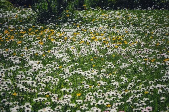 A vibrant meadow is covered in a dense carpet of small white daisies with yellow centres, interspersed with patches of bright yellow buttercups. The green grass is visible beneath the flowers, and the scene is brightly lit by sunlight, casting subtle shadows and highlighting the delicate petals. In the background, out of focus, taller green plants are visible.