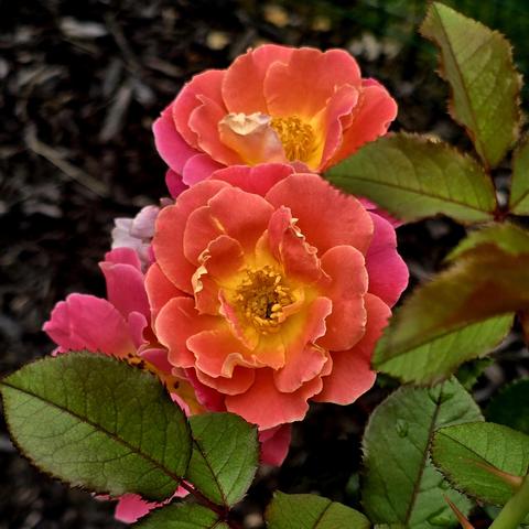 Pink/coral and yellow roses in a cluster form and framed on he bottom and right by the leaves of the bush.
Mulch is behind.
