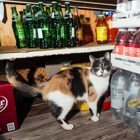 Calico cat stands a mid-shelves of soda bottles