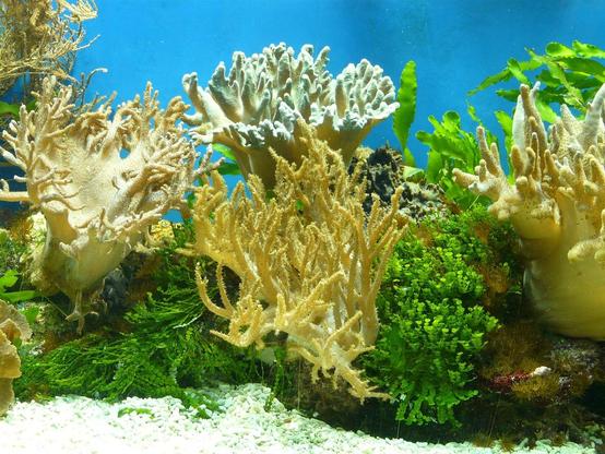 Fotografia a colori che mostra alcuni coralli di colore crema e giallino in un acquario; alcune alghe verdi crescono fra di essi