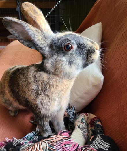 A light-orange and black house rabbit stands alert on a couch, looking at the backrest. Viewed in profile, his right eye is  wide open and his whiskers are highlighted in the sunshine.