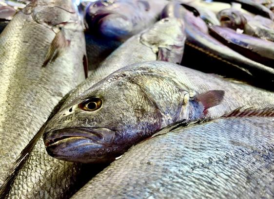 A silvery-grey fish with large scales lies among other fish. The view is from the side, the eye is large with a golden-black ring. The fins are small, the body is slightly curved.