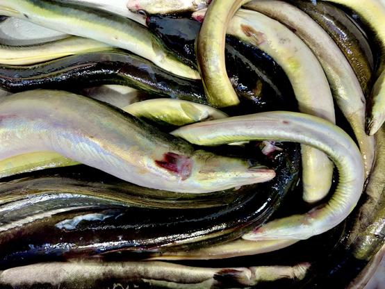 Several long, snake-like eels piled on top of each other. The skin is smooth and shiny, with yellowish and dark patterns. Some have visible cuts at the head.