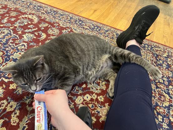 Black and gray tabby cat has one leg flung over someone’s leg while he licks a gel treat she is holding out to him.