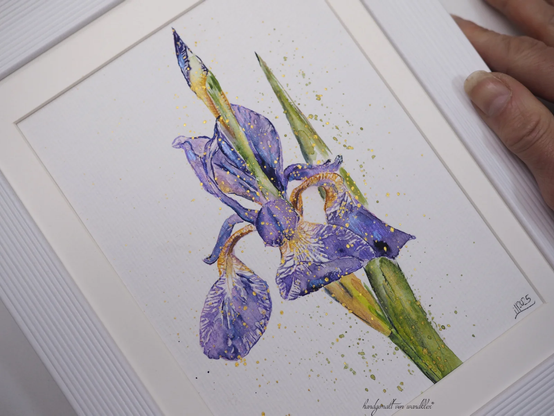 Iris (lila Schwertlilie) , Illustration gerahmte Originalarbeit,