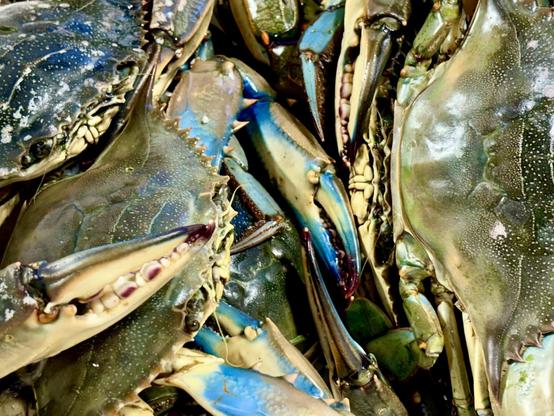 Several blue crabs stacked on top of each other. The claws are strong, the shells shimmer blue-green with white spots. Some crabs have jagged edges on the carapace.