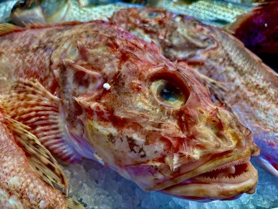 A red, spiny fish with large, cloudy eyes lying on ice. The skin is unevenly colored with white and brownish patches. The mouth is slightly open, revealing fine teeth.