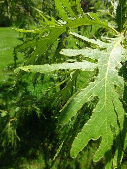 Feuille de chêne Quercus dentata pinnatifida qui a la particularité d'avoir l'air grignotée sur tous les bords : le limbe se concentre étroit autour des nervures principales. Vue du dessus