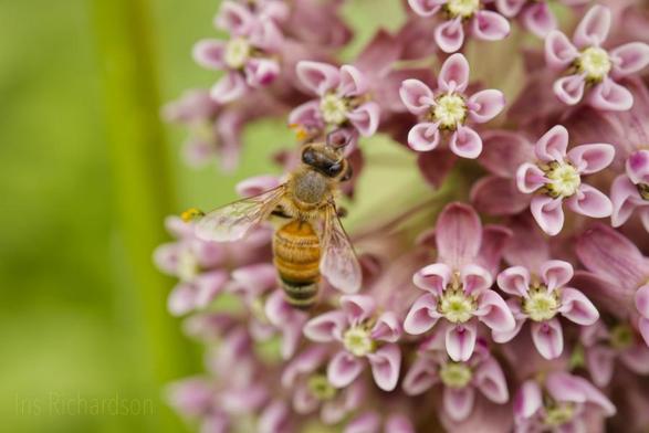 Honeybee busy collecting pollen and nector on pink milkweed