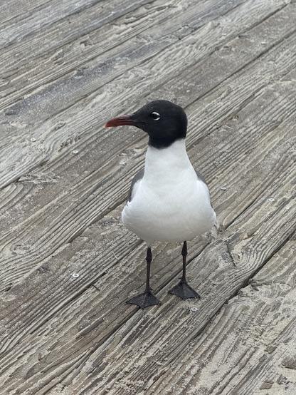 A gull standing on a boardwalk, eyeing the camera with an alert expression.