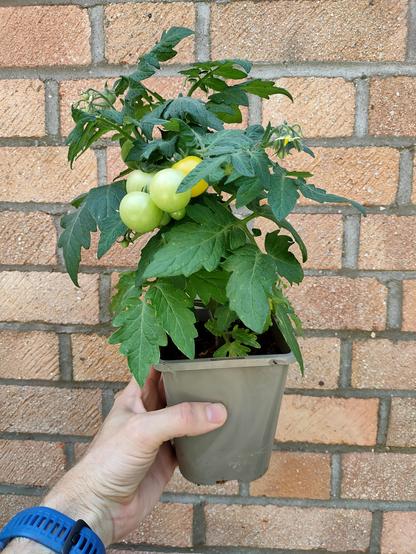 20cm high tomato plant in a pot with ripening fruit turning yellow and more flowers in bud.