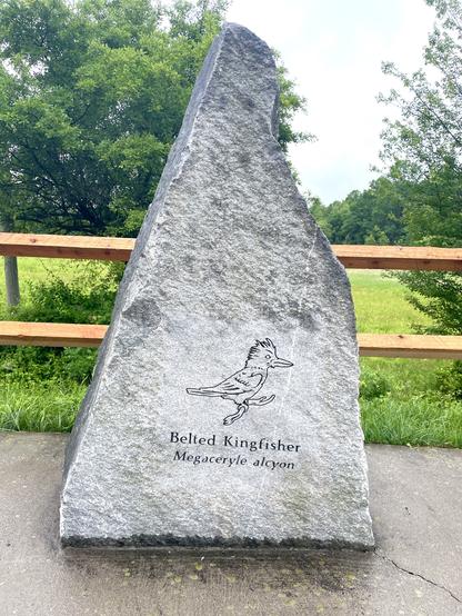 A large slab of granite that is bolted to a bike path. There is a thin engraving of a  Belted Kingfisher with its common name and scientific name, Megaceryle alcyon below. The slab is somewhat triangle-shaped with its pointed edge pointing skyward. Behind it are wooden rails that look out onto a lush meadow and wetlands. I am seated on a bench taking this picture.