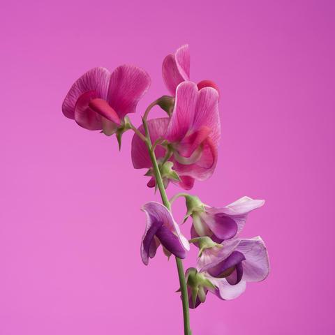 Pink Sweet Pea on a pink background.