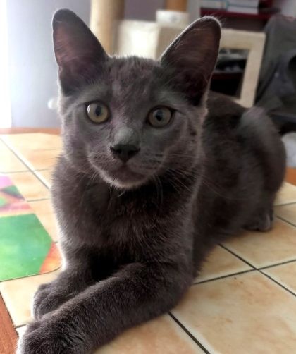 chat gris couché face au photographe