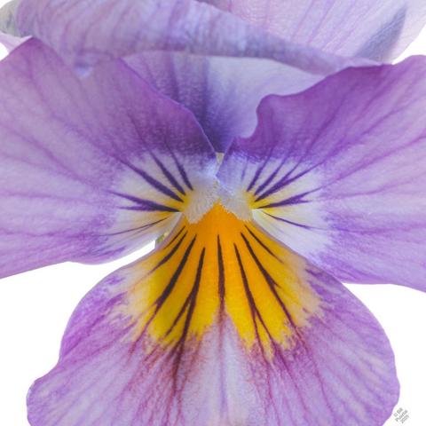 On a white BG a single viola flowers. The throat is golden yellow with a zone of white around it, then the rest of the petal is violet-blue. A few deep purple rays emanate from the center.