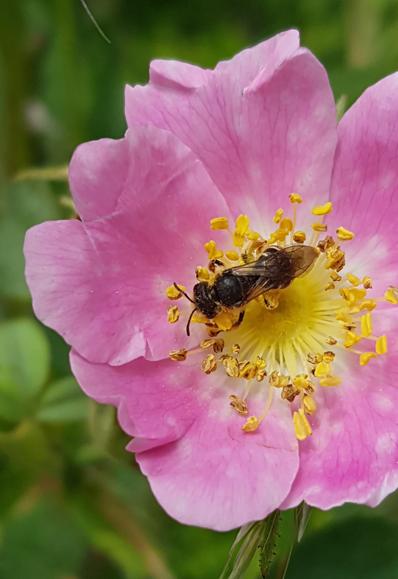 Große kreisförmige Blüte mit überlappenden rosa Blütenblättern und gelbem Innenleben. In der Mitte sitzt eine Biene.