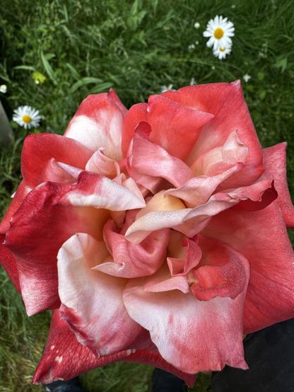 A mature rose head (bloom) in hand above daisies in grass