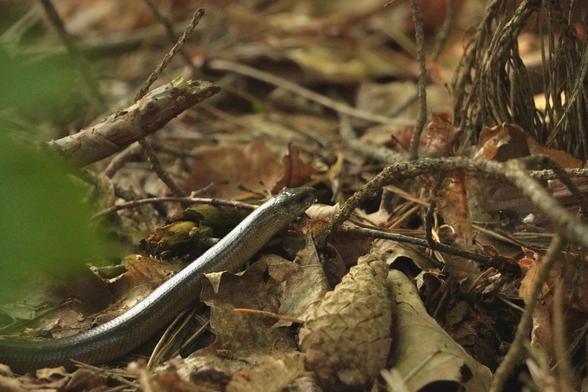 Common slow worm among fallen leaves and tree branches on the forest floor. A legless lizard.