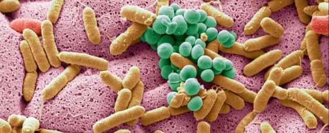 [ImageSource: Tandfonline]

Illustration of Microbes In Gut Microbiom.

The gut microbiome plays a crucial role in overall health, influencing digestion, immune function and even cancer risk. The gut bacteria can live inside cancer itself, and in general a healthy balance of these bacteria is thought to be essential for maintaining a strong immune system and preventing inflammation, which can contribute to cancer development.

<https://theconversation.com/bug-drugs-bacteria-based-cancer-therapies-are-finally-overcoming-barriers-251278>

While yoghurt did not directly lower the risk for all types of colorectal cancer, those who at two or more servings of yoghurt per week had a lower risk of developing "Bifidobacterium-positive proximal colon cancer", a type of colorectal cancer that occurs in the right side of the colon and has one of the lowest survival rates. This new work also validates and builds on previous studies showing similar findings.

<https://pmc.ncbi.nlm.nih.gov/articles/PMC7727484/>

Several mechanisms have been proposed to explain how yoghurt might reduce cancer risk. One key mechanism is the modulation of the gut microbiome. Yoghurt's probiotics can enhance the diversity and balance of gut bacteria, potentially reducing inflammation and levels of cancer-causing chemicals (carcinogens).

<https://pmc.ncbi.nlm.nih.gov/articles/PMC7913863/>