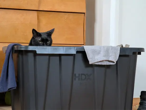 it's my cat sitting in a big plastic bin which has my clothes in it