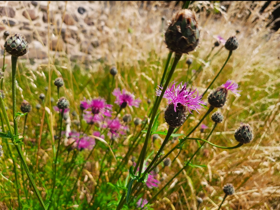 Flockenblumen auf einer Wiese im Eingangsbereich des Dewitzer Gottesackers. Im Hintergrund eine Feldsteinmauer.