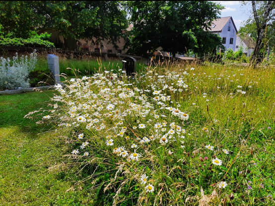 Blumenwieseninsel auf dem Sehliser Gottesacker. Auf der Wiese Margerittenblüten. Im Hintergrund einzelne Gräber, Gehölze und Wohnhäuser.