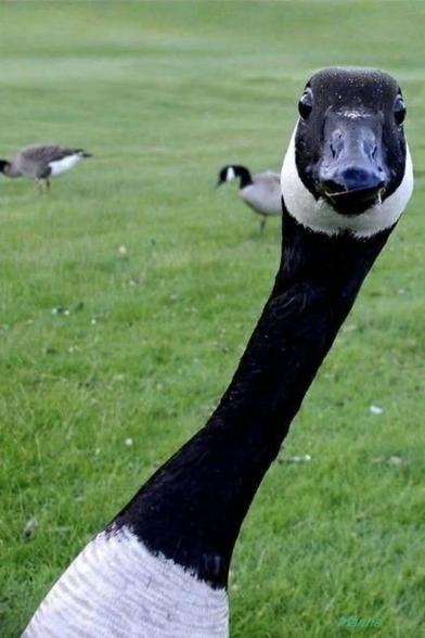 Close up shot of a canada goose, looking at the camera