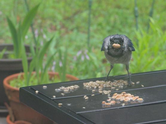 A very wet blue jay looks directly at the camera with a peanut in its beak.