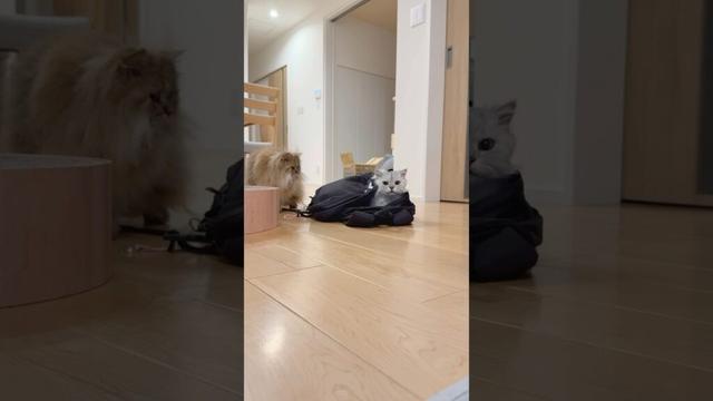 リュックでテンションが上がる猫 【サイベリアン】 #Shorts