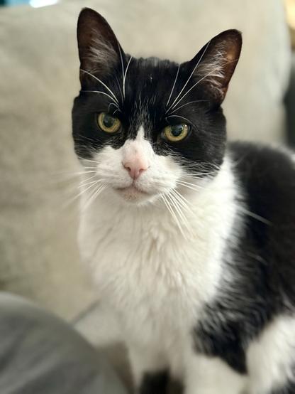 A grumpy faced black and white cats sits impatiently as the stupid human takes yet another picture that delays din-dins, which is frankly unacceptable and breaks several laws of nature (as written in the feline language)