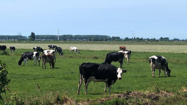 A bunch of typically spotted cows in the field. Seems to be Holstein-Friesian & Blaarkop breeds.