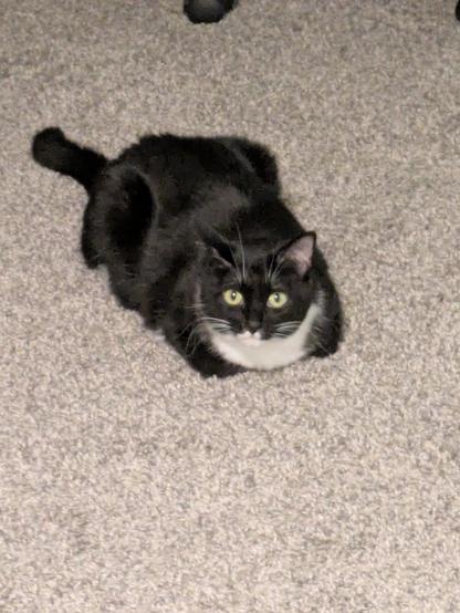 Picture of a female tuxedo cat. Looking straight at the camera.