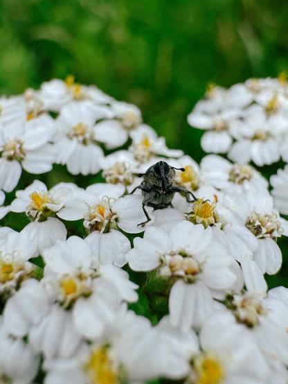 A weevil sitting on its butt on top of some yarrow flowers.