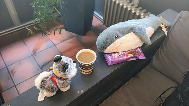 Lea, eine kleine Husky Hündin steht vor einem Becher Kaffee. Davor liegt Smolhaj Smolhaj seitlich neben einer Eiscreme