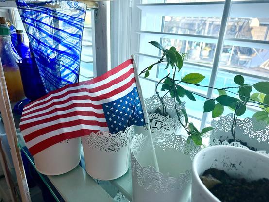 A view of Jasmine vines growing from ornate white pits together indoors on glass and wood shelves. I put some of my cobalt blue glass pieces here. Right in front of windows with wide white wood slat blinds closed but slats positioned open to let in light. Soft light filtering in. The small American flag that is attached upside down to the tiny pole is standing at rest in an empty white pot.