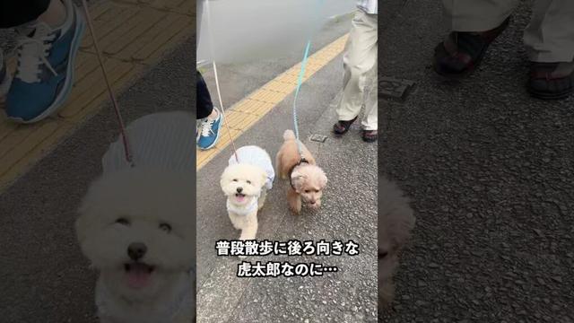 ジィジに会えて張り切るコタさん  #犬 #トイプードル #かわいい #トイプードルの虎太郎三桜 #癒し #といぷーどる #こたみお