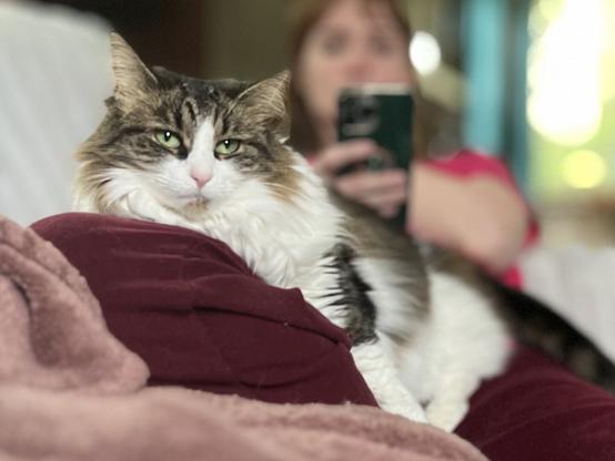 A fluffy cat with green eyes is lounging on a maroon fabric, while a person is seen in the background, holding a phone. The setting appears cozy and relaxed.