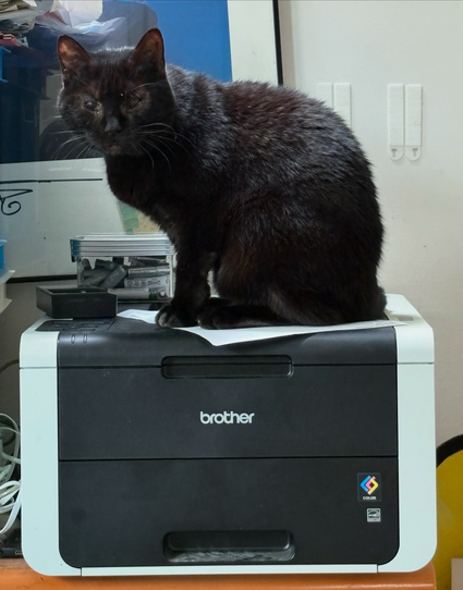 A black cat sits on a Brother laser printer (that was the one on sale 8 years ago).