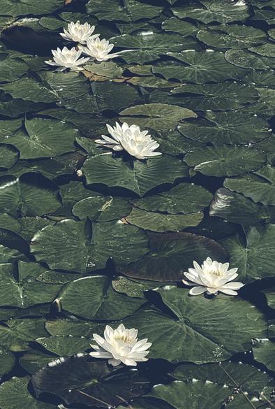 A vertical shot showcases water lilies gracefully floating on a pond. Emerald green lily pads blanket the water's surface, creating a dense backdrop. The focal point is the pristine white water lilies, their delicate petals catching the light. Each lily features a bright yellow center filled with stamens.