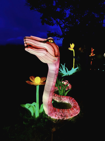 A striking illuminated snake lantern featured at the Philadelphia Chinese lantern festival, glowing in vivid pink and red hues against a deep evening sky. Surrounded by radiant flowers and greenery, this elegant serpent sculpture celebrates Chinese culture, zodiac symbolism, and the artistry of lantern craftsmanship.