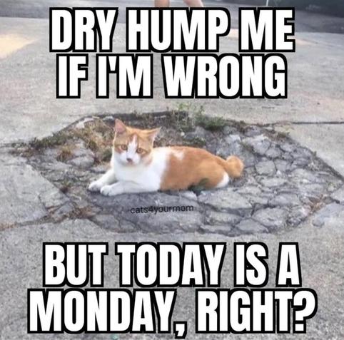 dry hump me if im wrong but today is a monday, right? (IMG: cat laying in a pothole)