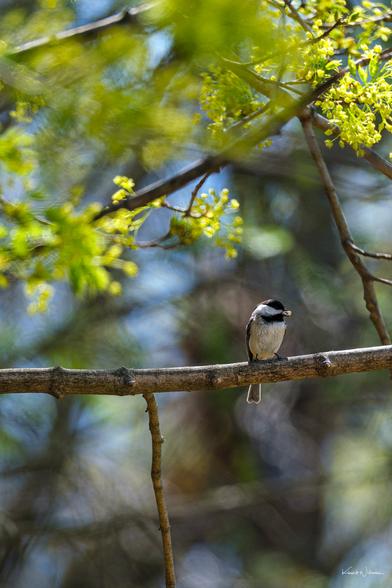 Carolina Chickadee holding a seed on a branch surrounded by early maple blossoms and dappled sunlight.