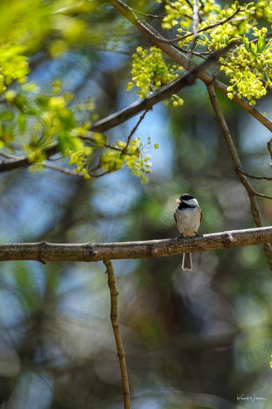 Carolina Chickadee perched on a shaded branch beneath blooming maple flowers in mid-spring light.