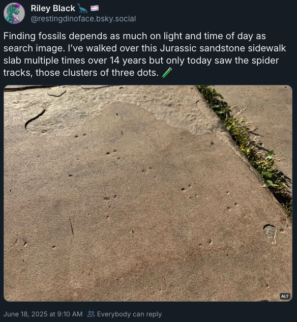 Finding fossils depends as much on light and time of day as search image. I’ve walked over this Jurassic sandstone sidewalk slab multiple times over 14 years but only today saw the spider tracks, those clusters of three dots.